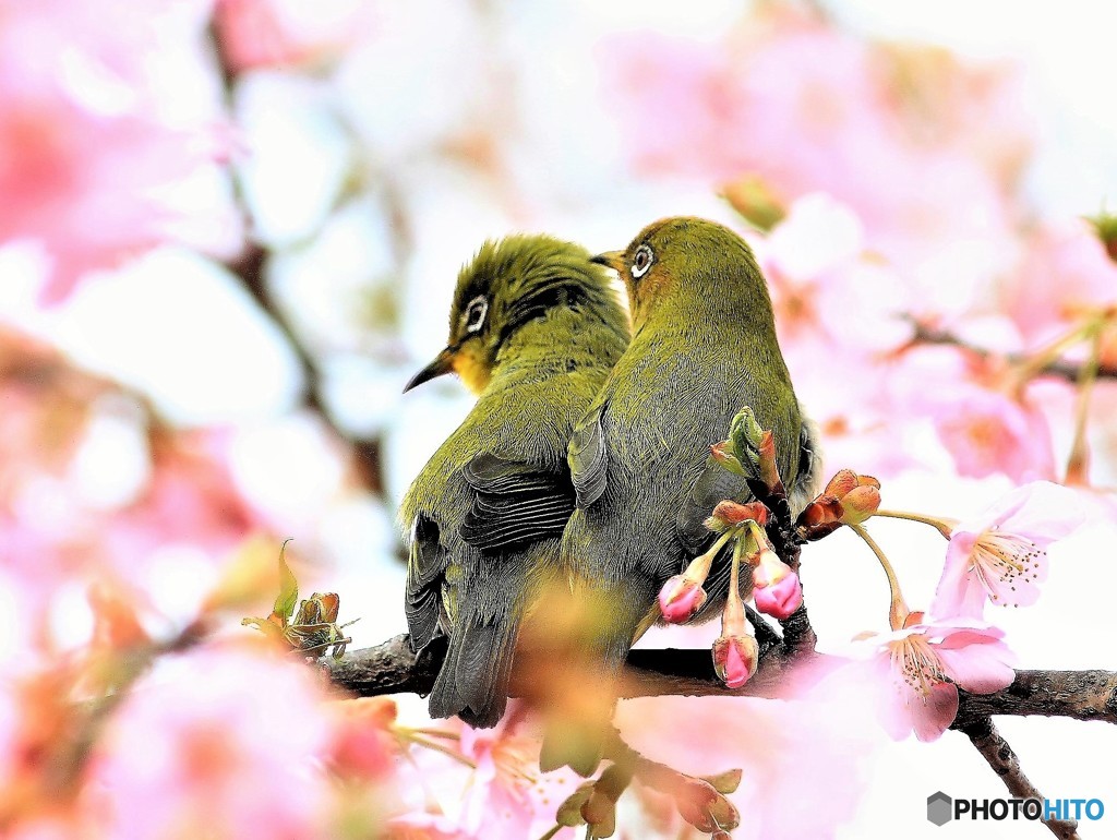 春先に撮れました