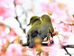 春先に撮れました