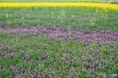 蓮華はもう少し後