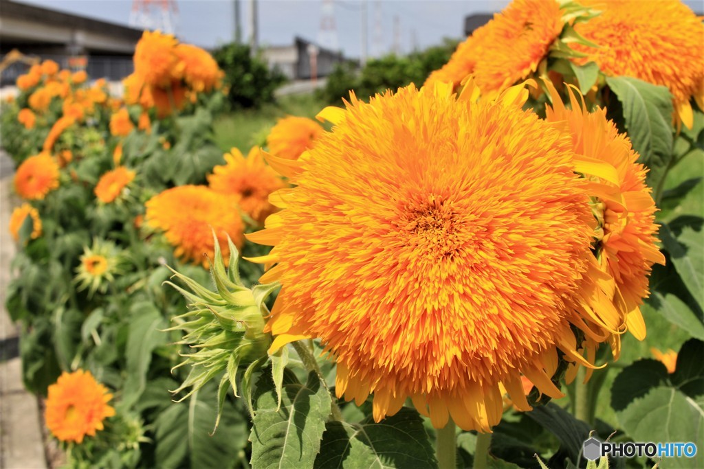 種類違うのかな