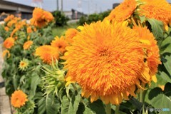 種類違うのかな