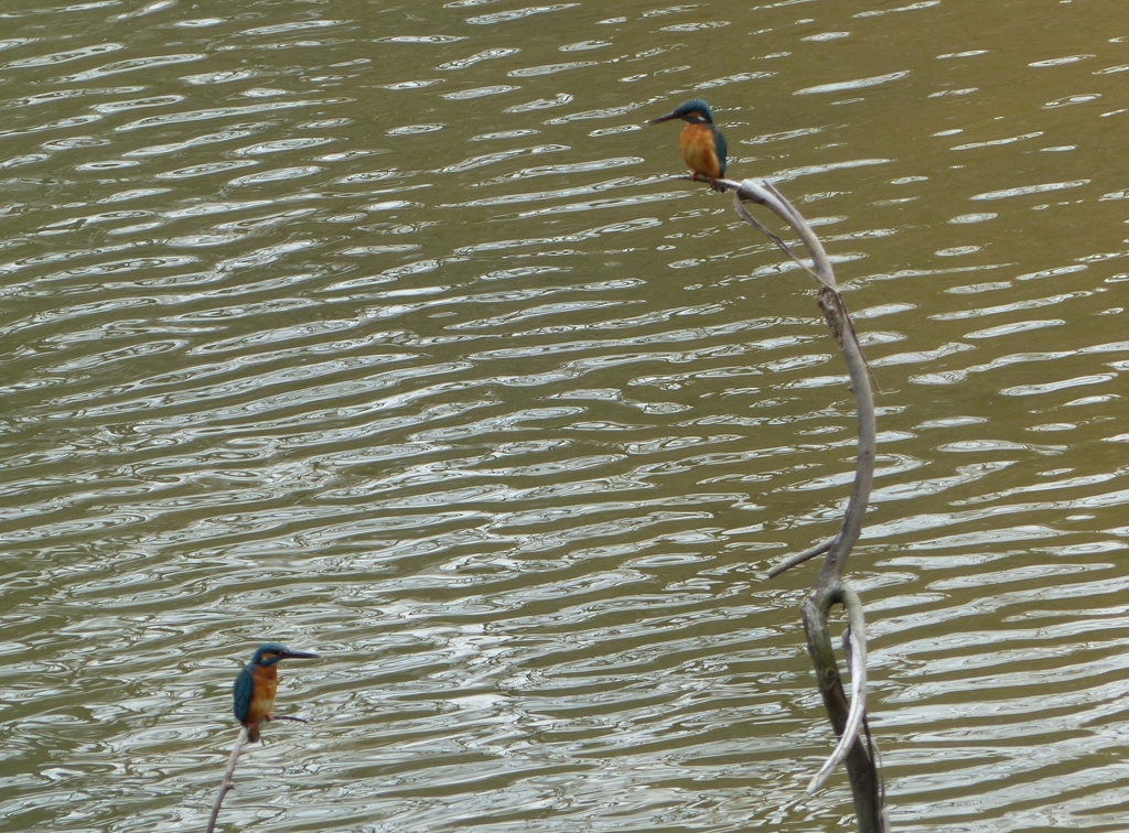 横にとまれないよ