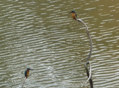 横にとまれないよ