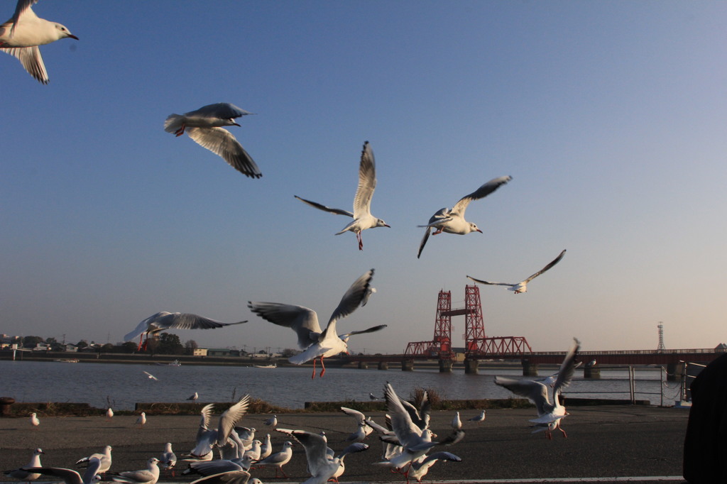 こりゃよかですね