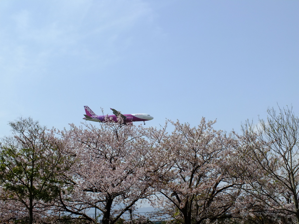 桜にピンク