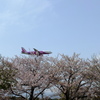 桜にピンク