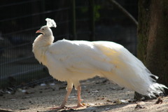 孔雀の町、久留米