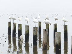 ならんでください