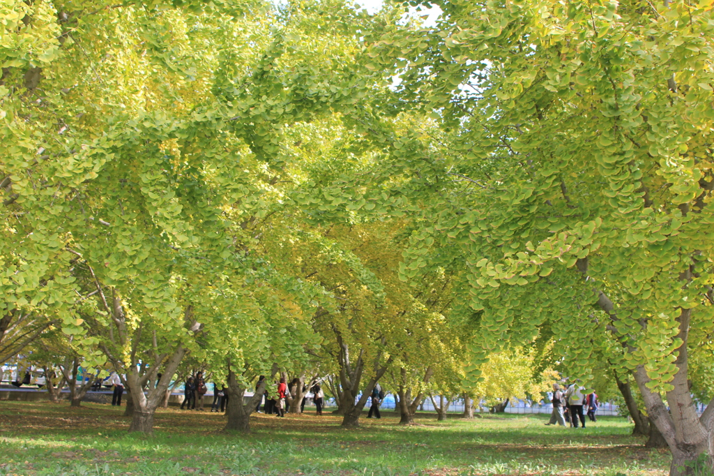 わお、観光バスが