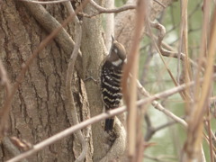 小さいキツツキ