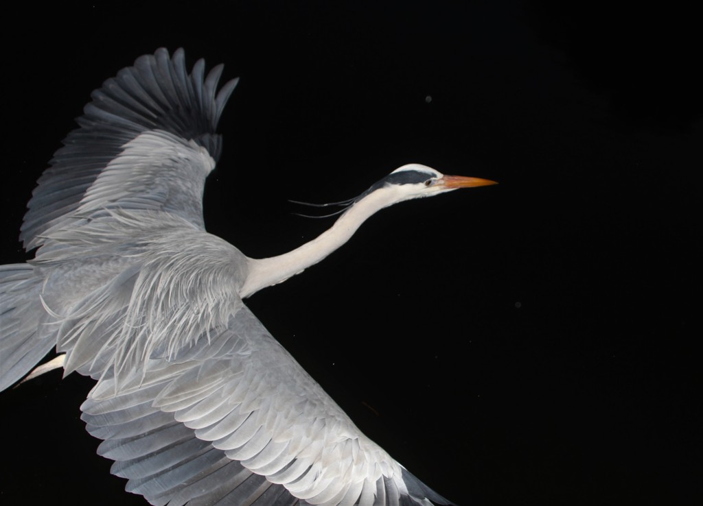 今日の青ちゃん