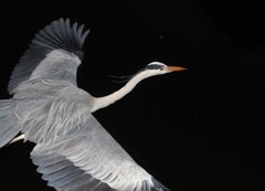 今日の青ちゃん