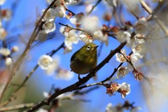 よか天気でした