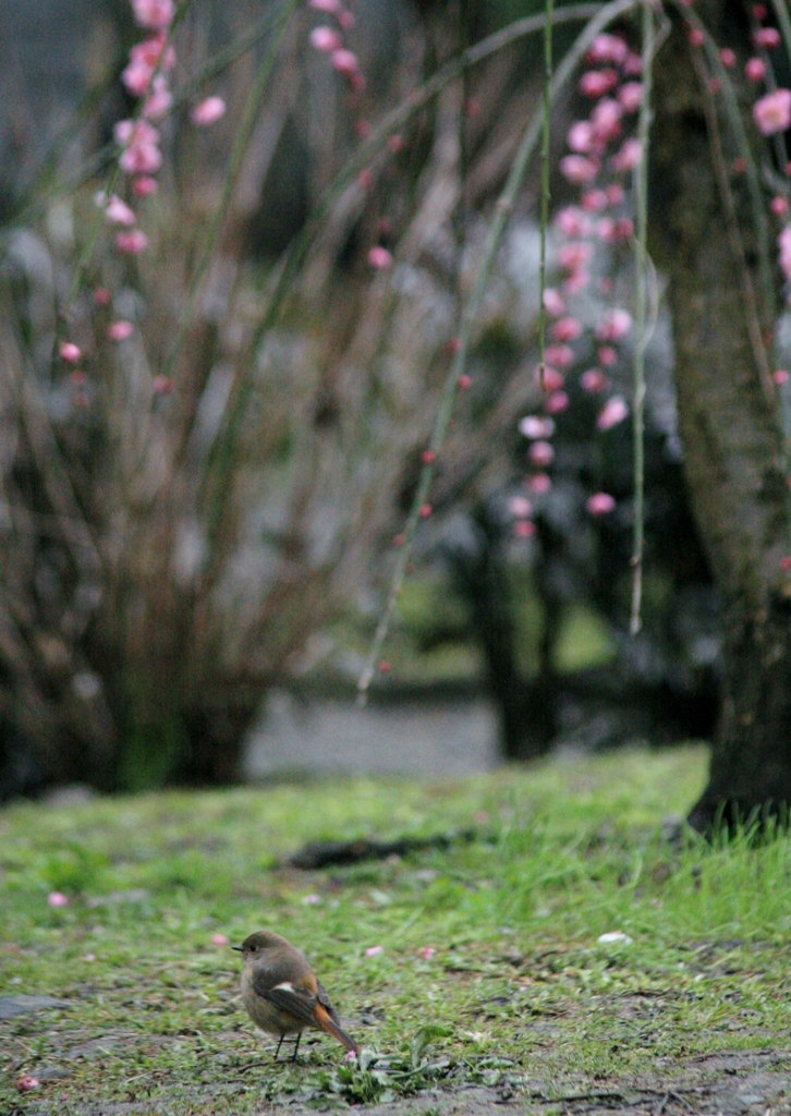 ジョウビタキシリーズ