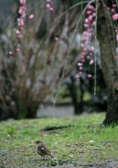 ジョウビタキシリーズ