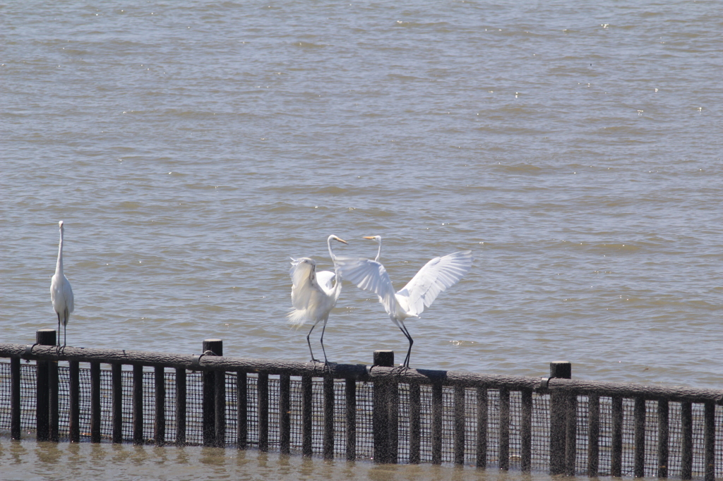 そっちに行くので退いて