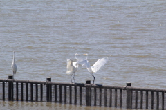 そっちに行くので退いて