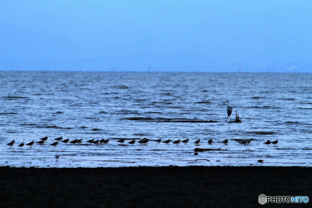 しぎが帰ってきました