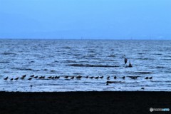 しぎが帰ってきました