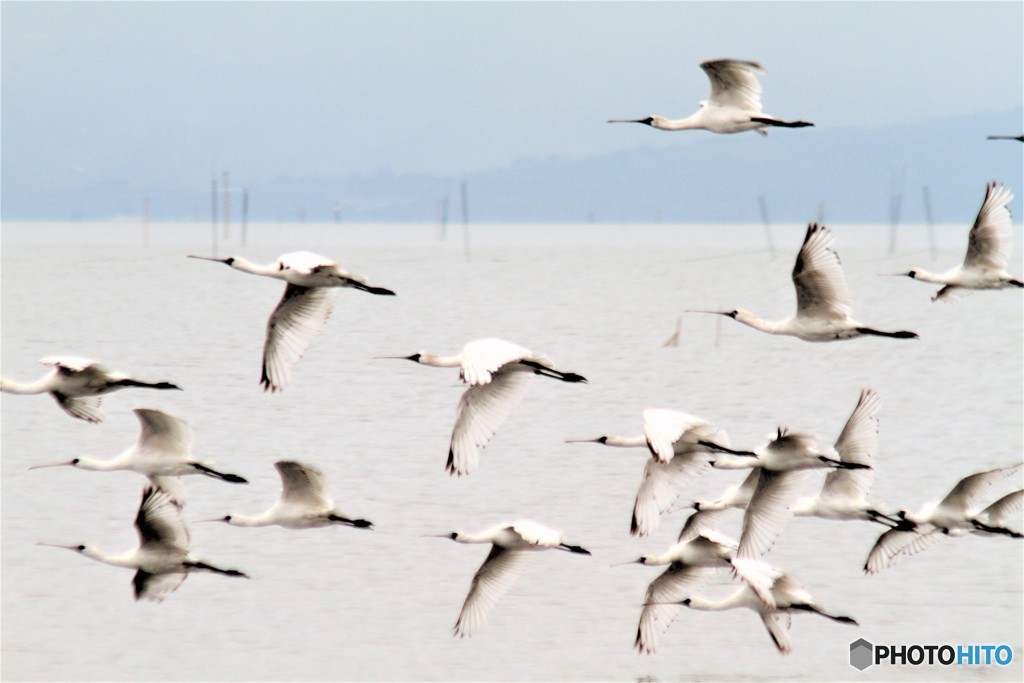 いつ飛ぶか難しいんです