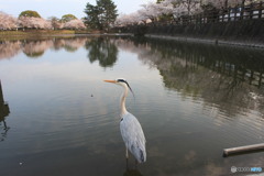 はなみ