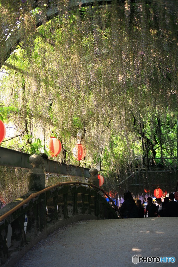 満開は過ぎましたが