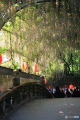 満開は過ぎましたが