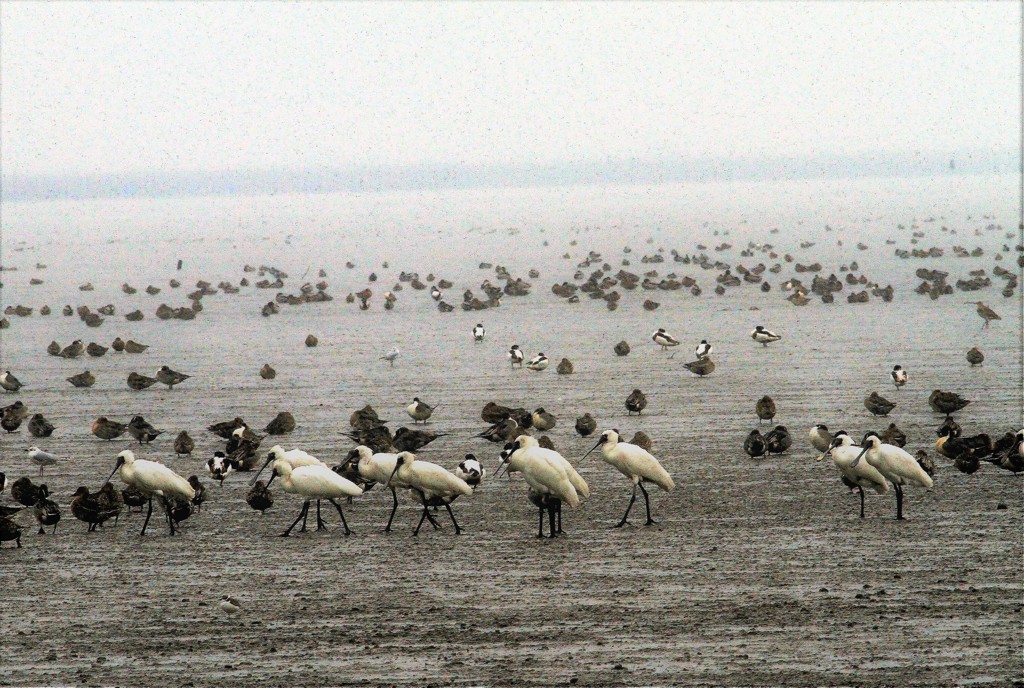 今日のクロちゃん