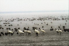 今日のクロちゃん