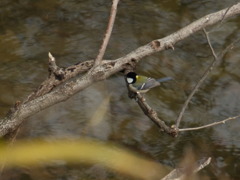きれいに撮って