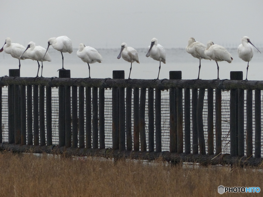 これがクロツラです