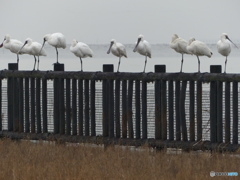 これがクロツラです