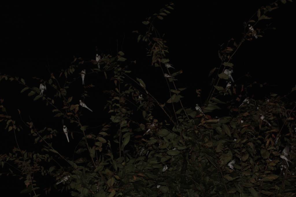 クリオネじゃありません