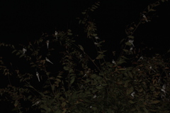 クリオネじゃありません