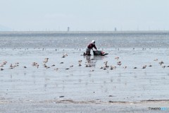 なに取ってるのかな