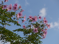 コウテイダリア