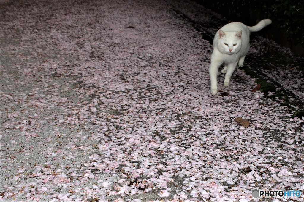 こんにちは
