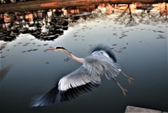 相変わらずの青ちゃんですが