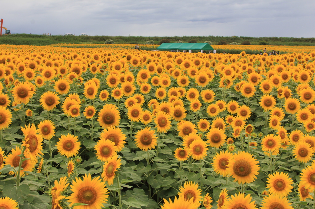 ここはきれいか