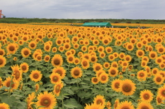 ここはきれいか