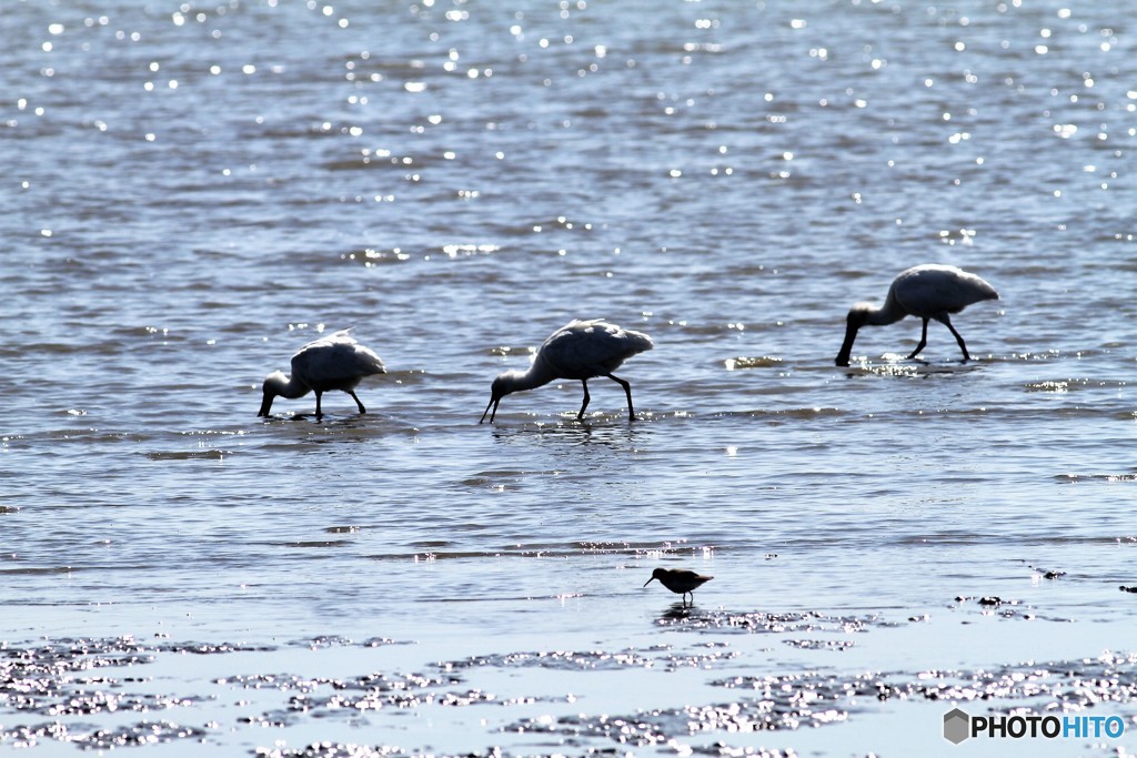 がんばれパシュート