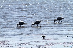 がんばれパシュート