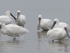 今日のクロちゃん