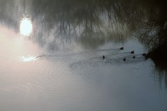 朝ですがバンです