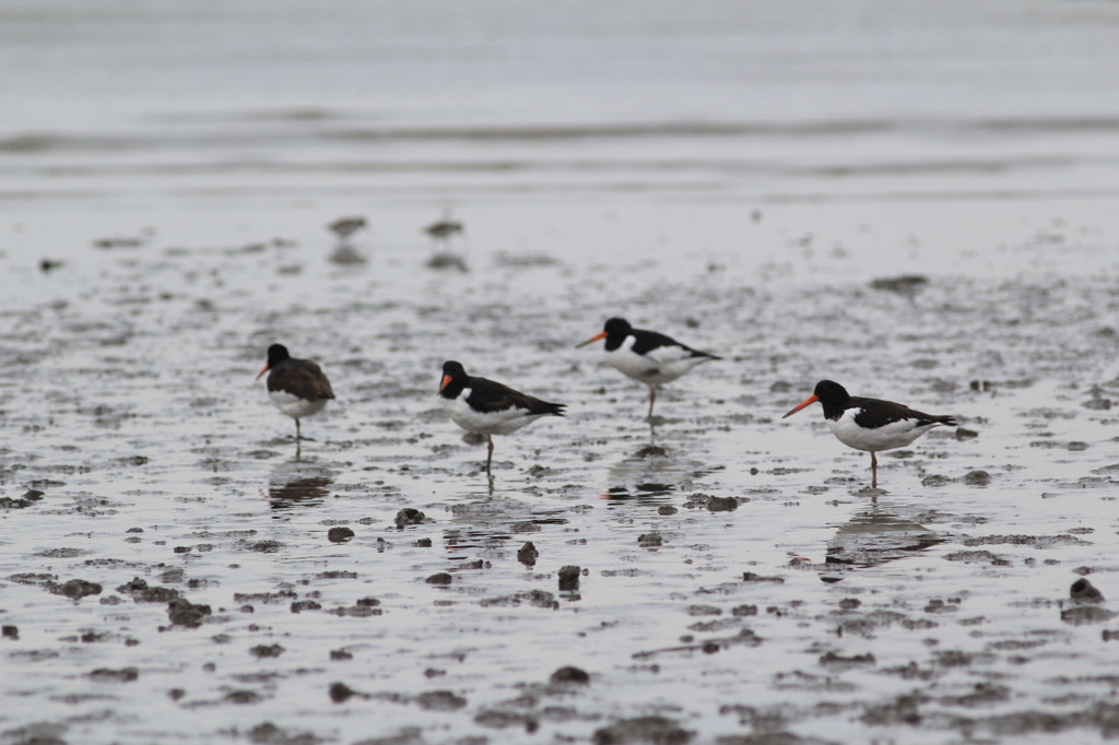 これが見れたのでめでたし