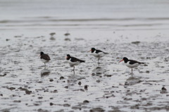 これが見れたのでめでたし