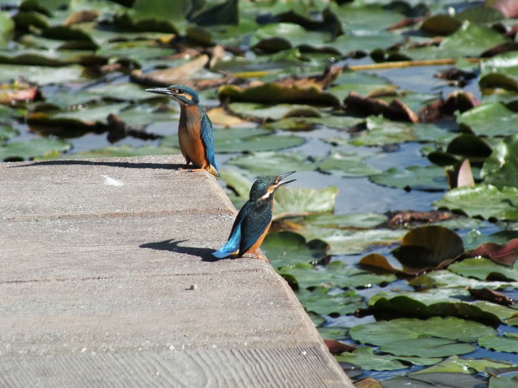 これはあおちゃん池