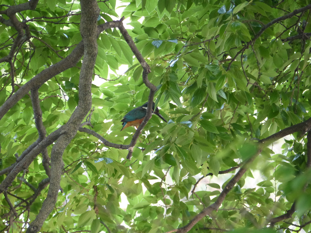 すねたカワセミ