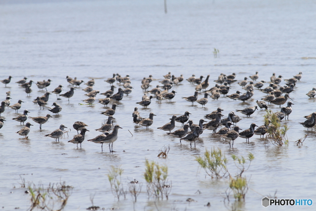 名前はよくわかりません