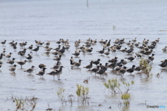 名前はよくわかりません